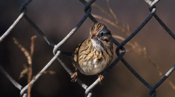 A Lincolns Sparrow encounter